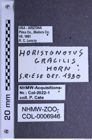 Etiketten zu Horistonotus gracilis (Horn, 1884) (NHMW-ZOO-COL-0006946)